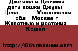 Джемма и Джимми, дети кошки Джуны. › Цена ­ 200 - Московская обл., Москва г. Животные и растения » Кошки   